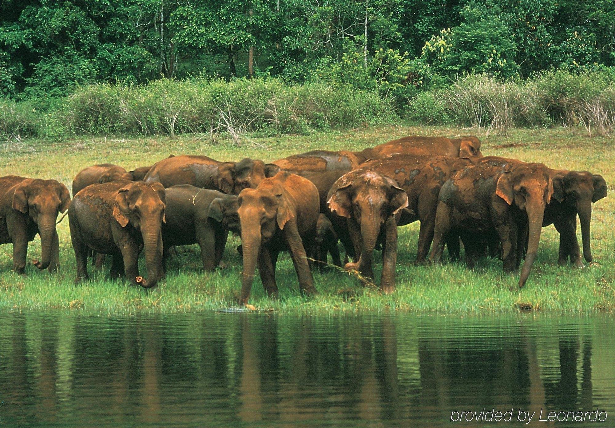 Club Mahindra Thekkady Hotell Eksteriør bilde